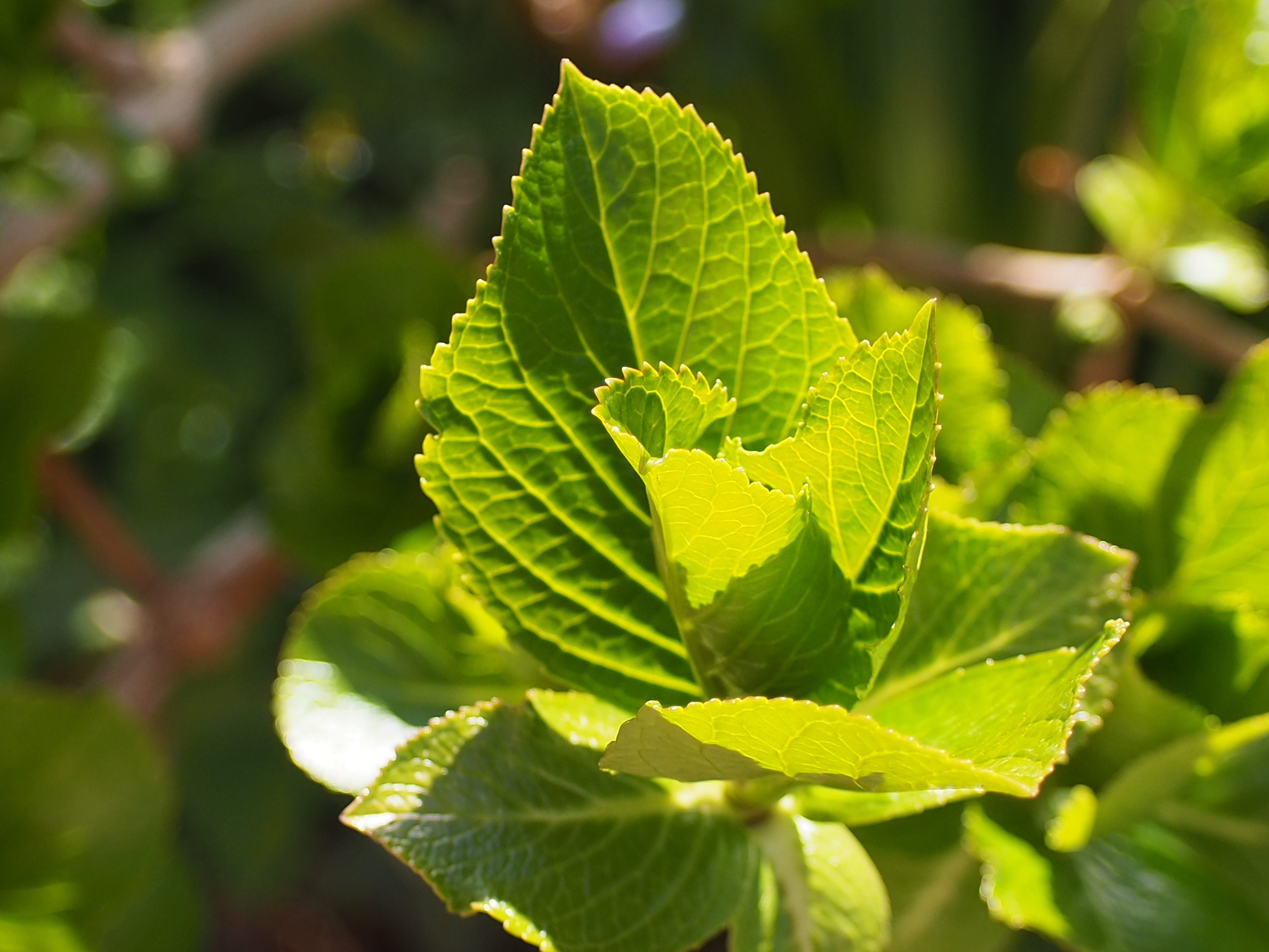 hydrangea leaves